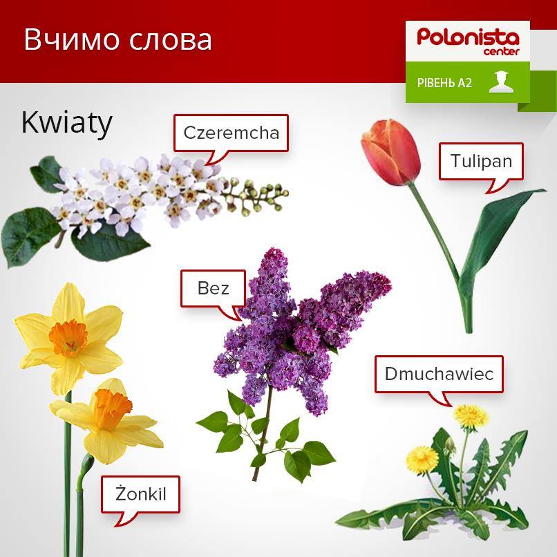 Cieszymy się majem!